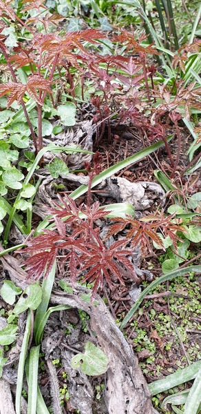 Any idea what this is?  Plant