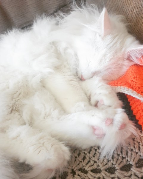 Is this too much for an unregistered Maine Coon?