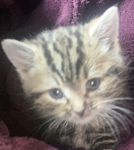 Orphaned Kitten