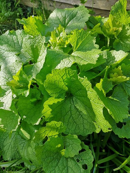 Another mystery plant ID please...