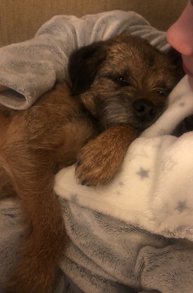 Border terrier or mini poodle