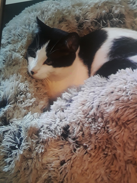 Cat chat thread the umpteenth - the Café is open all welcome