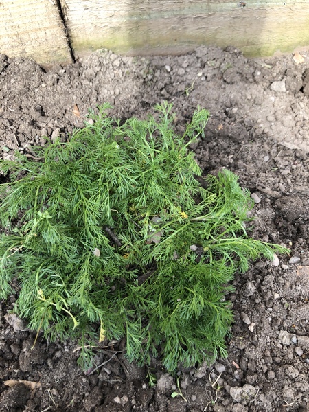 Plant ID pls