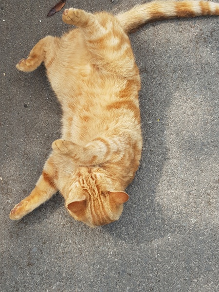 Cat chat thread the umpteenth - the Café is open all welcome