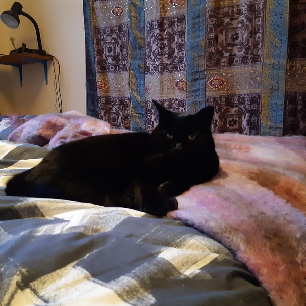 Cat chat thread the umpteenth - the Café is open all welcome
