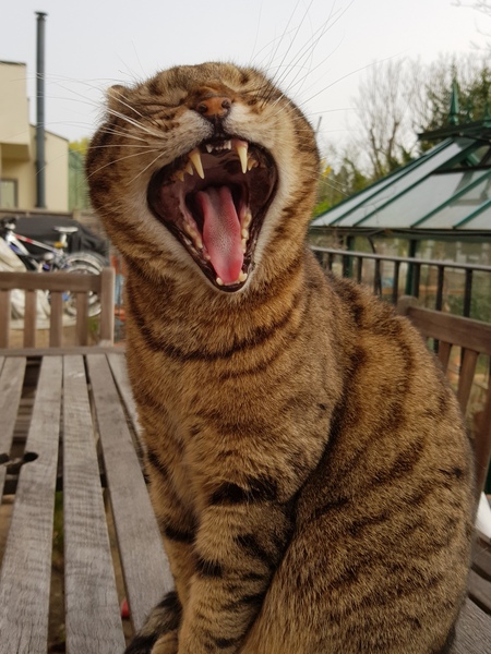 Thug cat part 3.  Unbidden guests are often welcomest when they are gone.