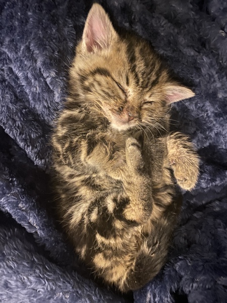 Orphaned Kitten