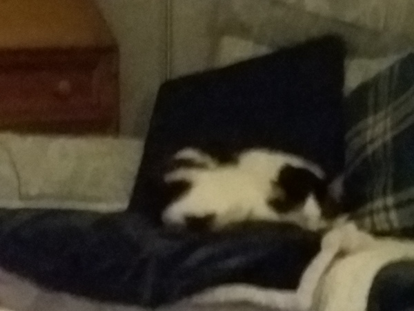 What's the naughtiest thing your pet has ever done?