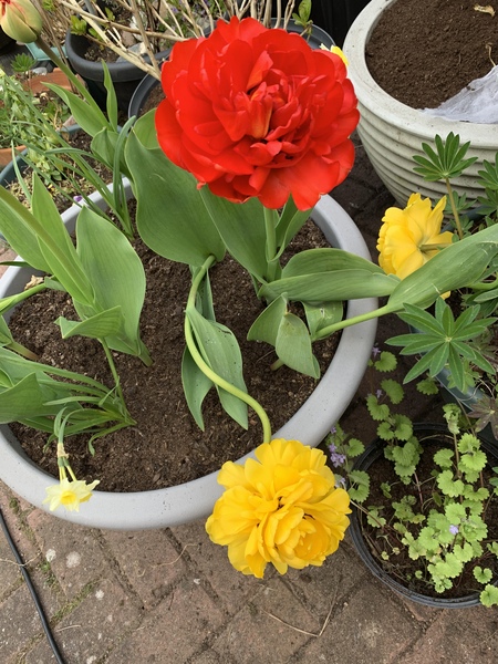 Gardening chat