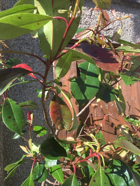 Sorry a plant (well, tree) ID one
