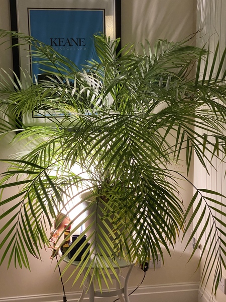 Is there any hope for this parlour palm?