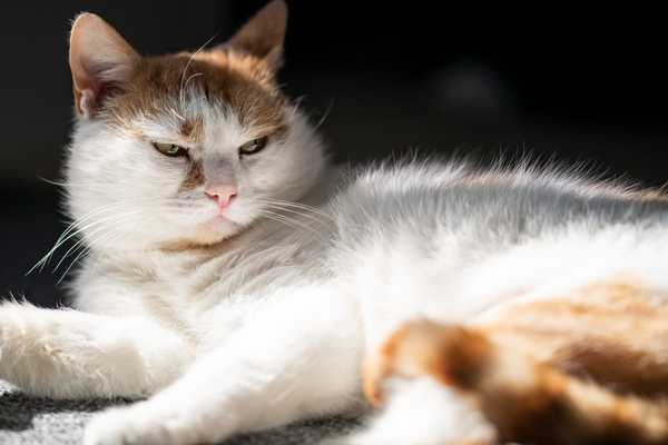 How have you devastated your cat today?