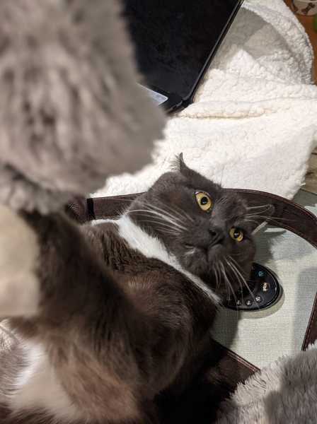 In case anyone is interested in now 'Notourcat' is settling in...