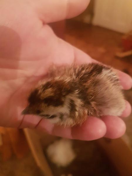 Anyone for a live chick hatching thread?