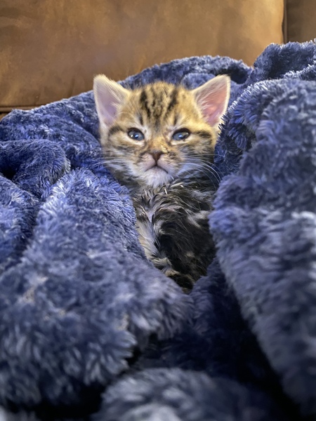 Orphaned Kitten