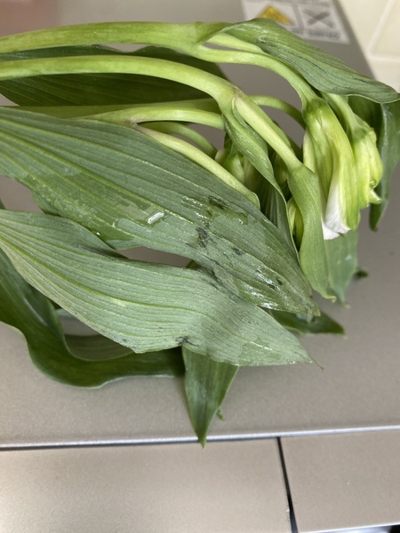 Bloom and wild sorry looking flowers