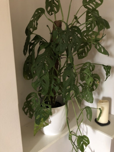 Please help me with my monkey mask monstera
