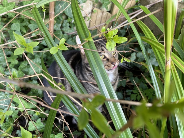 Cat chat thread the umpteenth - the Café is open all welcome