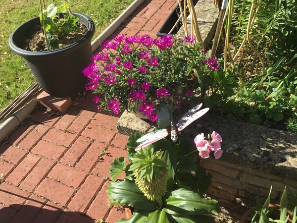 When do you do your hanging baskets?