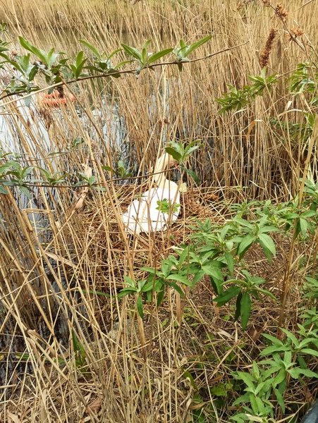 ADs teach twisted lyrics to their pet tortoise