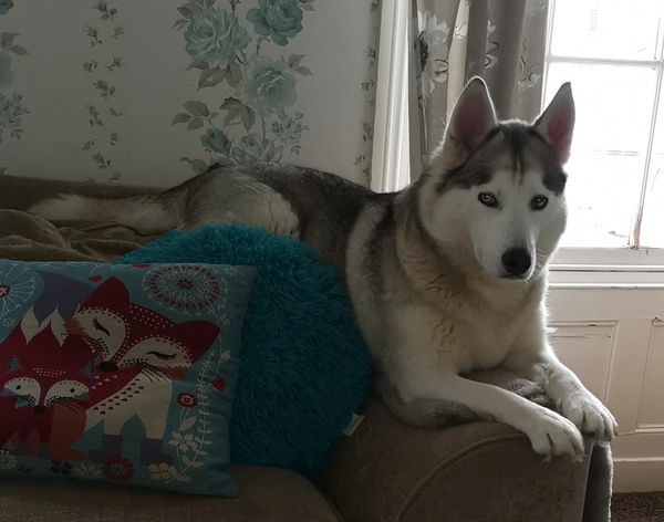 Things your pets do, that annoy you