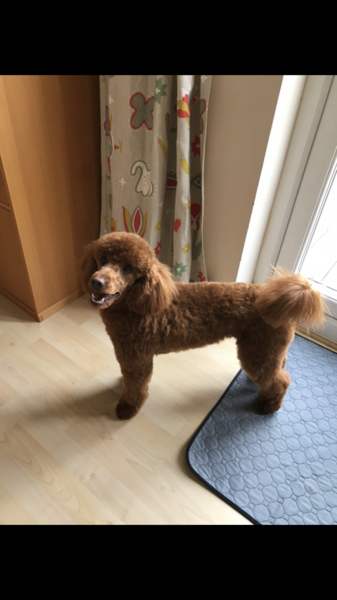 Poodle appreciation