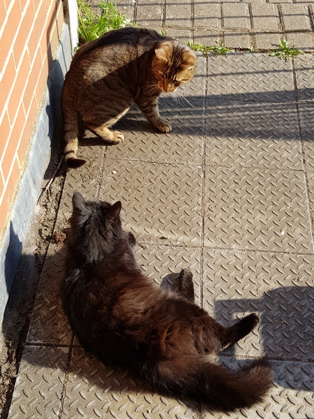 Thug cat part 3.  Unbidden guests are often welcomest when they are gone.