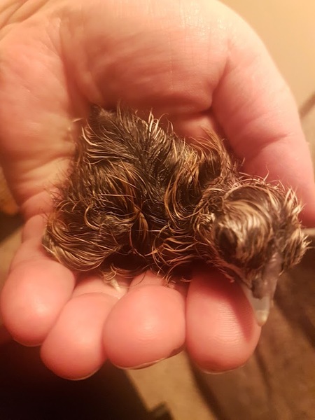 Anyone for a live chick hatching thread?