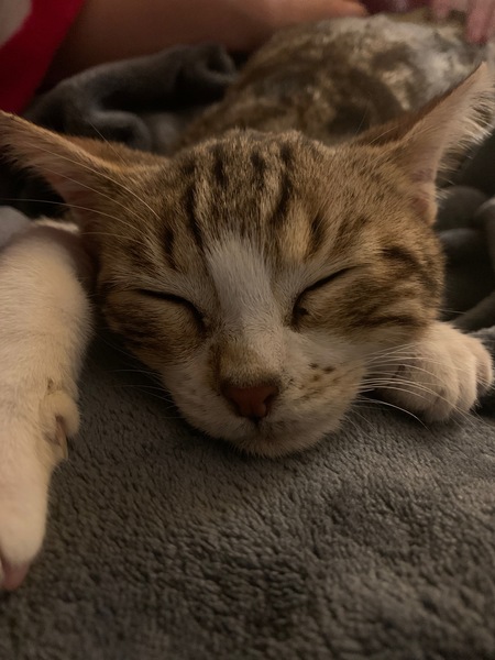 Cat chat thread the umpteenth - the Café is open all welcome