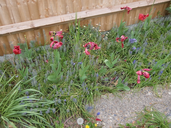 We had joy, we had fun, we had tulips in the sun
