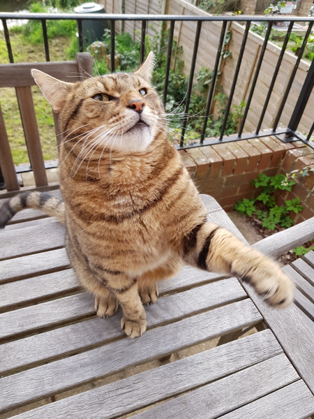 Thug cat part 3.  Unbidden guests are often welcomest when they are gone.