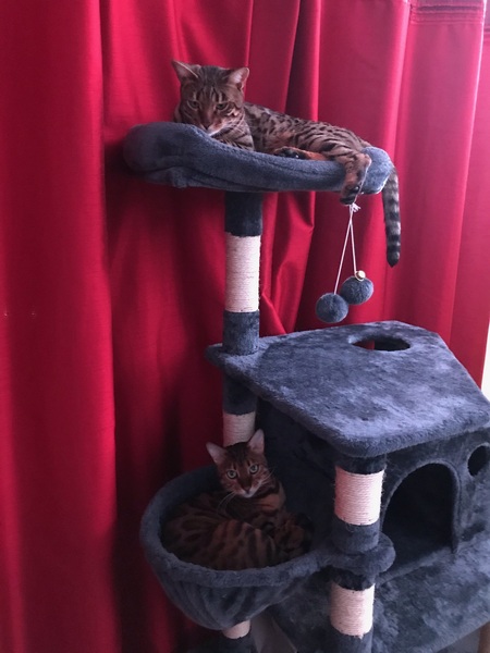 Looking for sturdy cat tree
