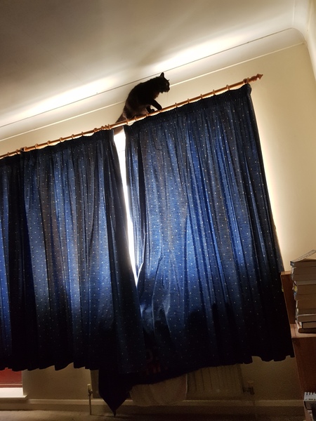 Cat chat thread the umpteenth - the Café is open all welcome