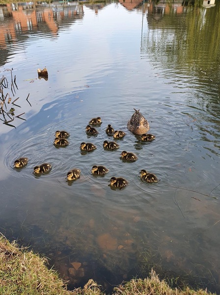 Duck Tales! (Still not what I expected to wake up to this morning)