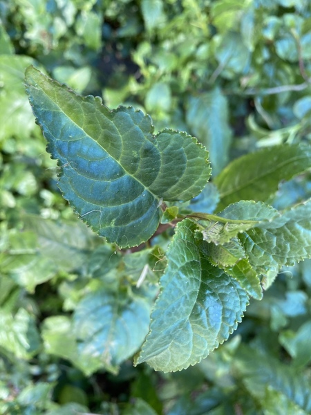 Plant/weed help!