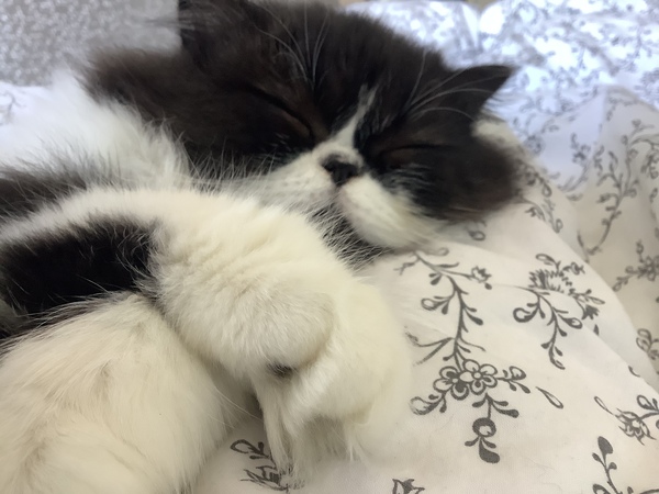 Toe tufts