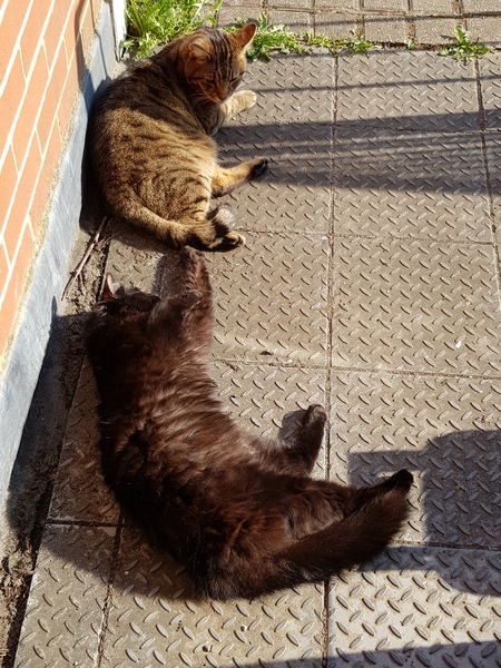 Thug cat part 3.  Unbidden guests are often welcomest when they are gone.