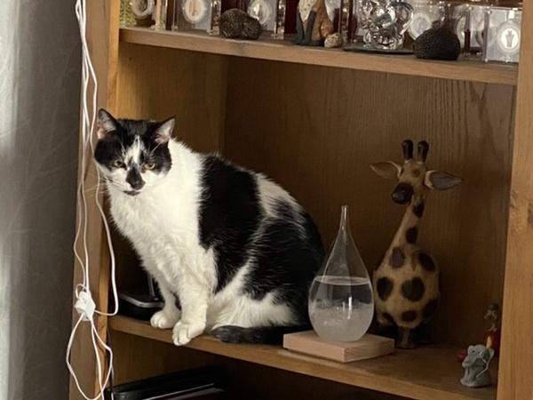 Help Cheddar plot her revenge.