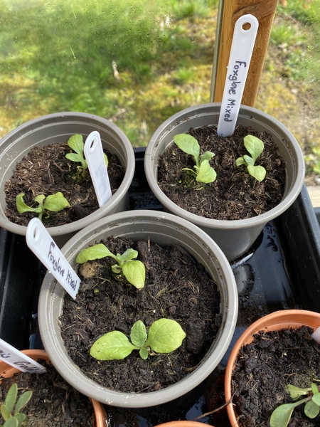 Is there any chance there are not weeds?