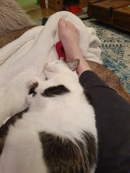Let's see your sleeping cat pictures