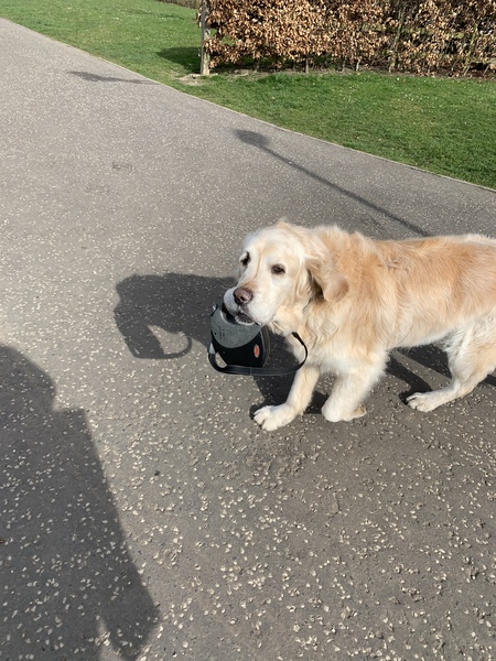 I've always wanted a Golden Retriever some day. Talk some sense into me!