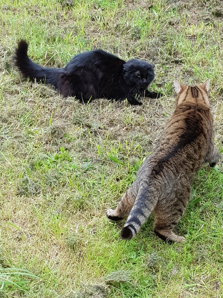 Thug cat part 3.  Unbidden guests are often welcomest when they are gone.
