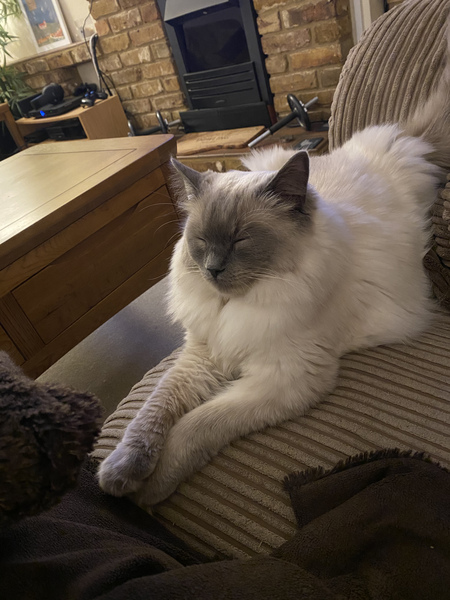 Most popular lockdown cat names (GoCompare)