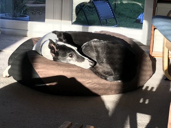 Grey hounds