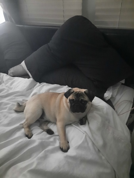 Puppy Survival Thread - April