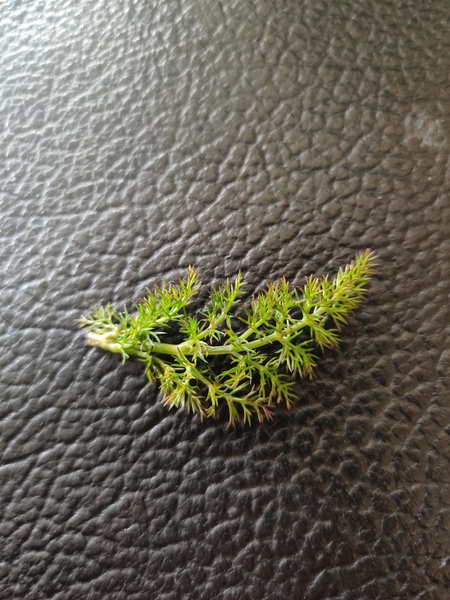 Is this dill?