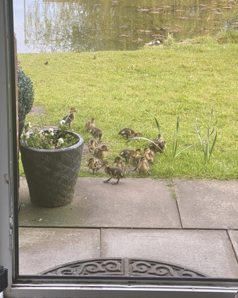 Duck Tales! (Still not what I expected to wake up to this morning)