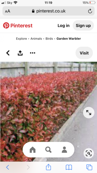 Small hedge in front garden?