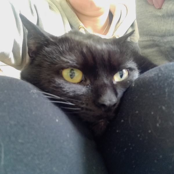 How have you devastated your cat today?