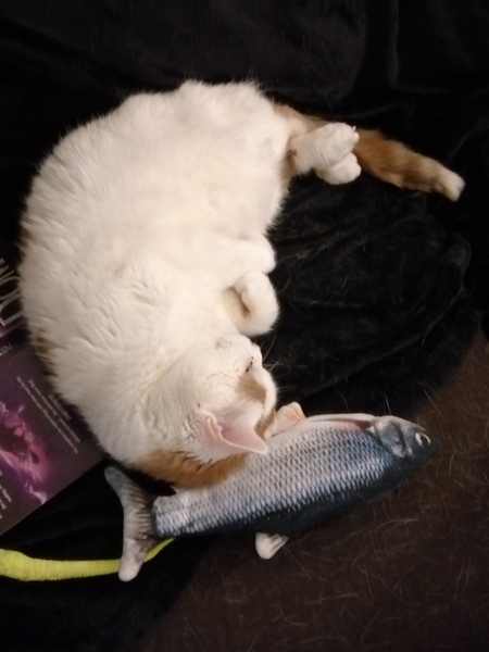 What's your DCat up to today? (Thread 8)